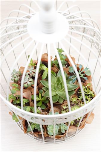 Succulent-Birdcage-small.png