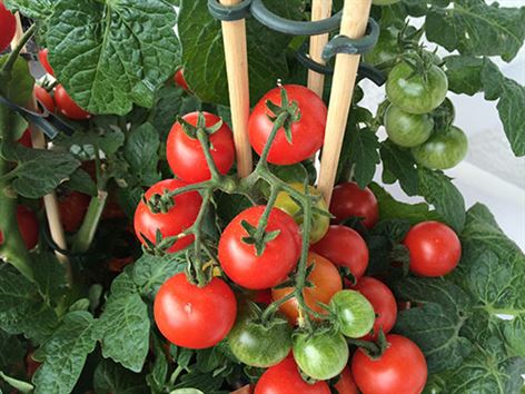 plant-fruit-food-produce-vegetable-tomato-1070094-pxhere.com (1).jpg