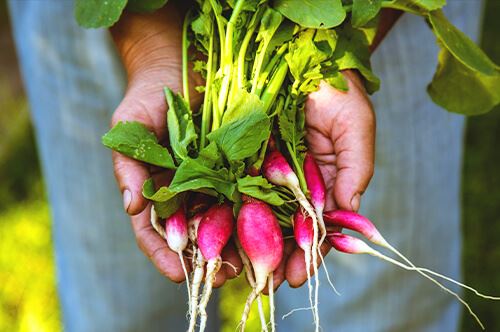 kaw valley easy to grow veggies person holding radishes.jpg