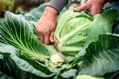 kaw valley easy to grow veggies person cutting cabbage plant.jpg