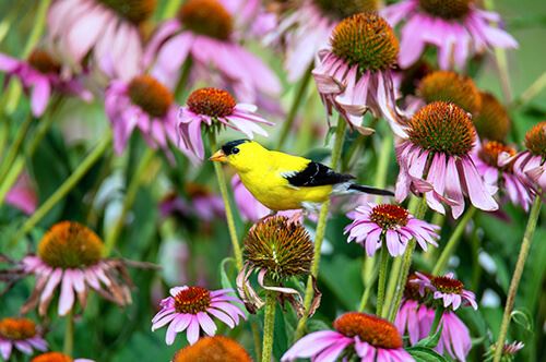 kaw valley best perennials birds yellow bird coneflower.jpg