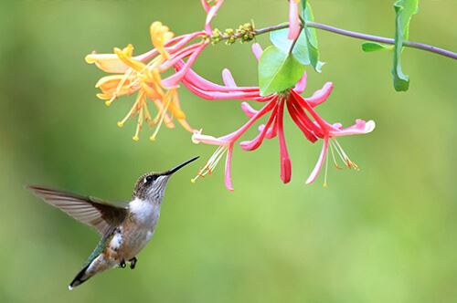 kaw valley best perennials birds hummingbird honeysuckle.jpg