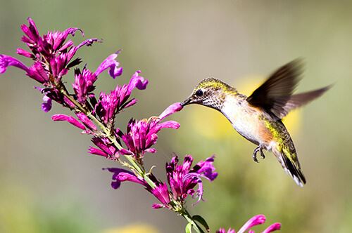 kaw valley best perennials birds purple hummingbird mint.jpg