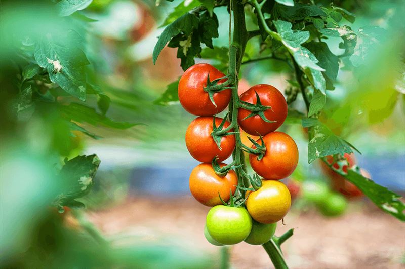 kaw valley greenhouse tomato pruning multicolor tomatoes on vine.png