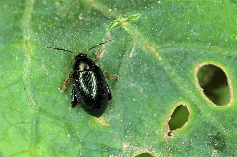 kaw valley greenhouse keep beetles off plants flea beetle black.png
