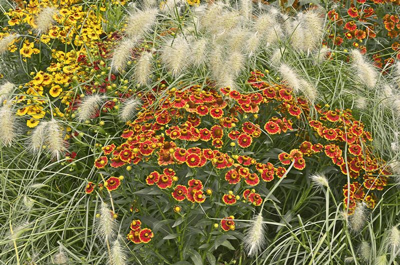 kaw valley greenhouse helenium and ornamental grass.png
