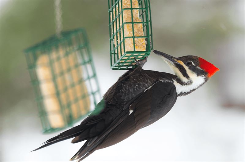 kaw valley greenhouse woodpecker suet feeder.png