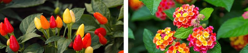 kaw valley greenhouse ornamental peppers and lantana.png