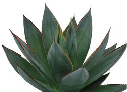 Agave, Succulent - Our Plants - Kaw Valley Greenhouses