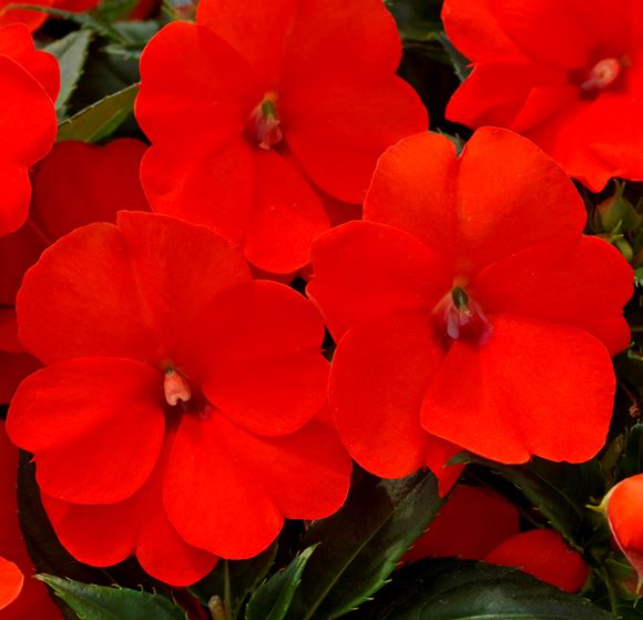 Sunpatien, New Guinea Impatien Our Plants Kaw Valley Greenhouses