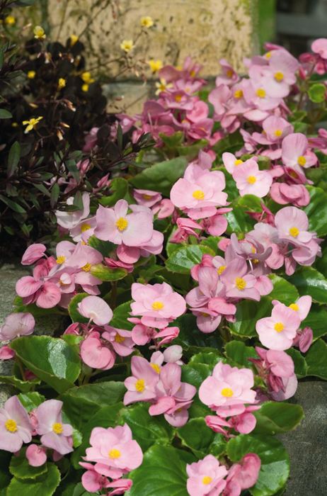 wax begonia sun or shade wax begonia sun or shade