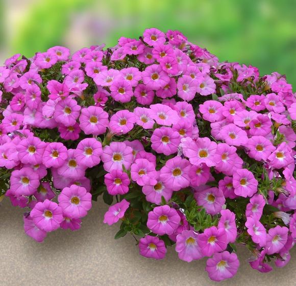 petchoa supercal sunray pink petchoa supercal sunray pink