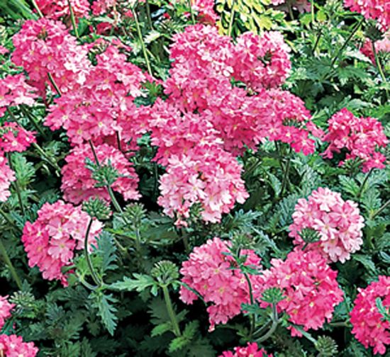 Verbena Spreading Verbena Our Plants Kaw Valley Greenhouses