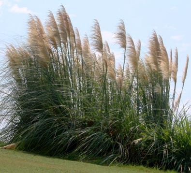 Hardy Pampas Grass, Ravenna grass, Plume grass - Our Plants - Kaw