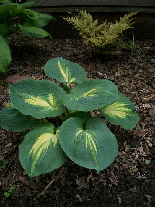 Plantain Lily Our Plants Kaw Valley Greenhouses