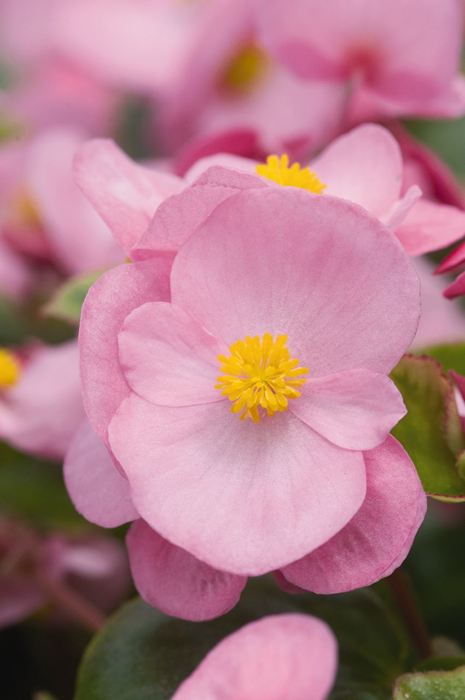 wax begonia species wax begonia species