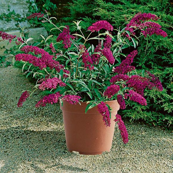 Butterfly Bush, Dwarf Butterfly Bush Our Plants Kaw Valley Greenhouses
