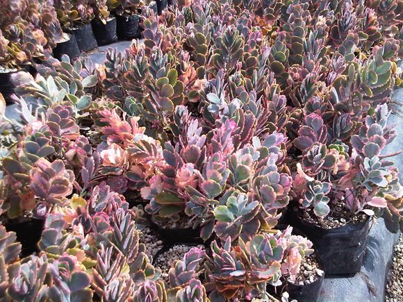 Succulent Our Plants Kaw Valley Greenhouses