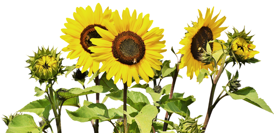 Sunflower Bunch