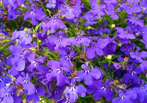 plant-flower-summer-blue-flora-wildflower-571654-pxhere.com (1).jpg