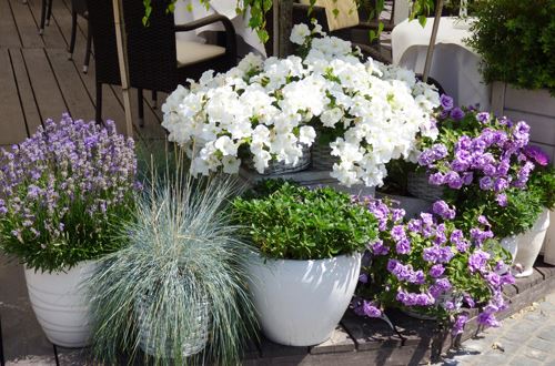 nature-plant-flower-pot-backyard-garden-668252-pxhere.com (1).jpg