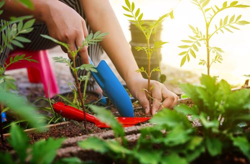 Resized-Tree-Planting.png