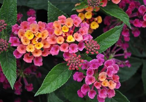 lantana-Top-Annual.jpg