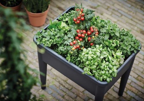 edible-container-gardens.jpg