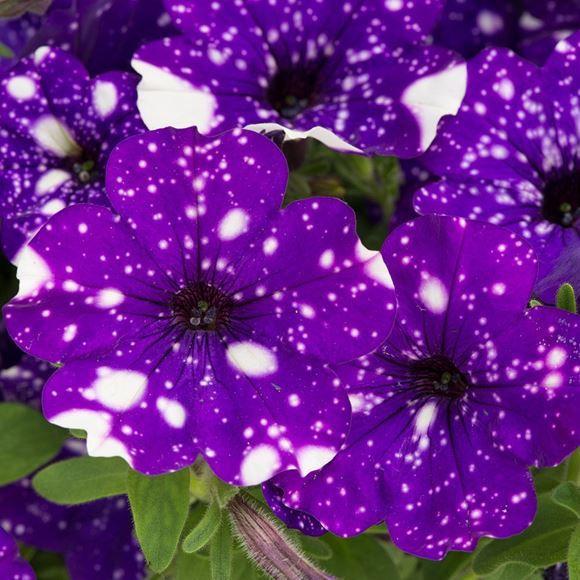 Night Sky Petunia.jpg