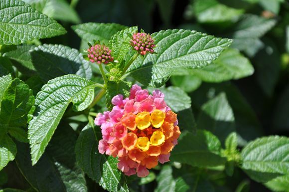 lantana_.jpg