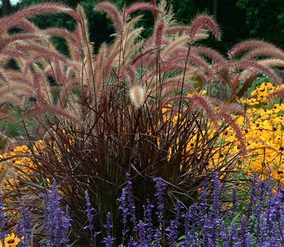 fountain grasses.jpg