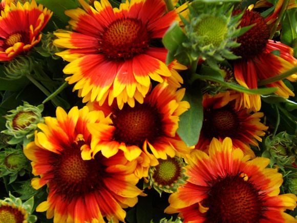 blanket flower.jpg