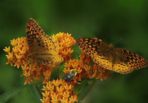 Milkweed.jpg