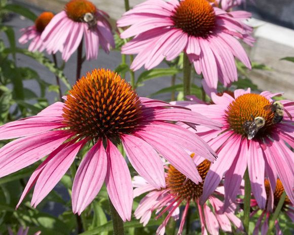 PurpleConeflower.jpg