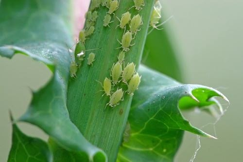 Aphids.jpg