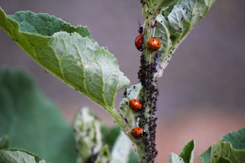 Ladybugs eating aphids.jpg