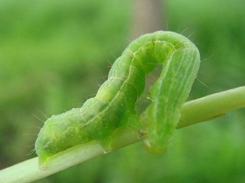 caterpillar-1904774_1280 (1)