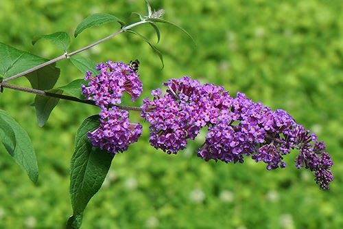 Kaw-buddleia.png