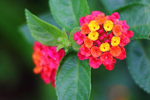 Kaw-lantana.png