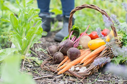 Kaw-vegetable-garden.png