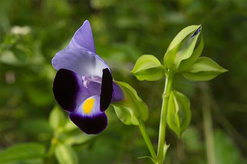 Kaw-torenia.png