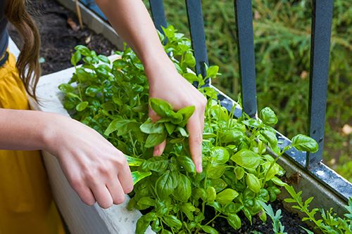 Kaw-herb-container.png