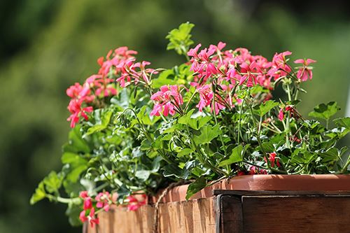 Kaw-geranium-container.png