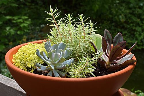 Kaw-outdoor-succulents.png