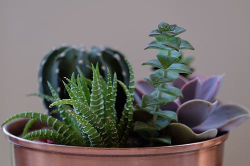 Kaw-succulent-container.png