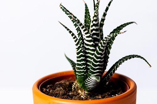 Kaw-zebra-plant.png