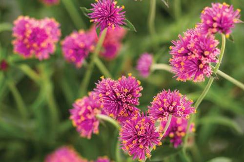 Kaw-gomphrena-truffula-pink.png