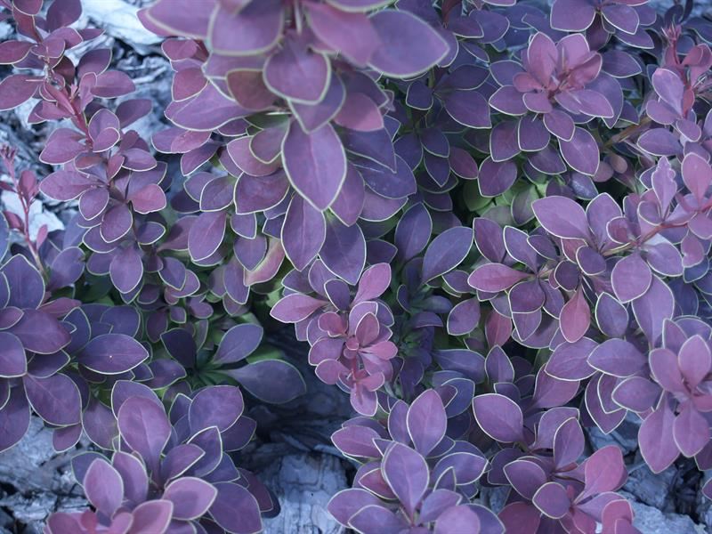 purple-barberry.jpg