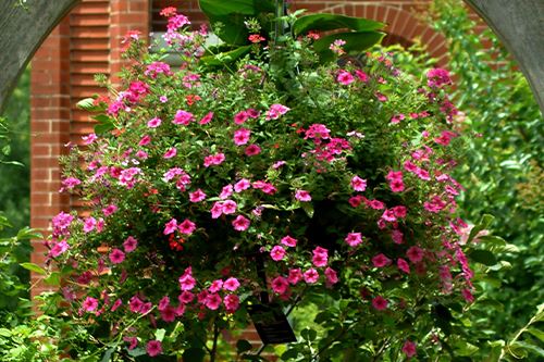 hanging basket pink