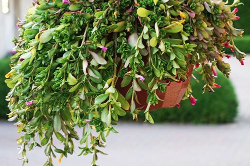 hanging basket maintenance